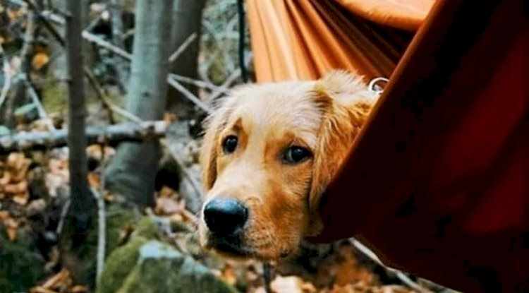 Onlar Doğanın Çocukları (Kamp Günlükleri)