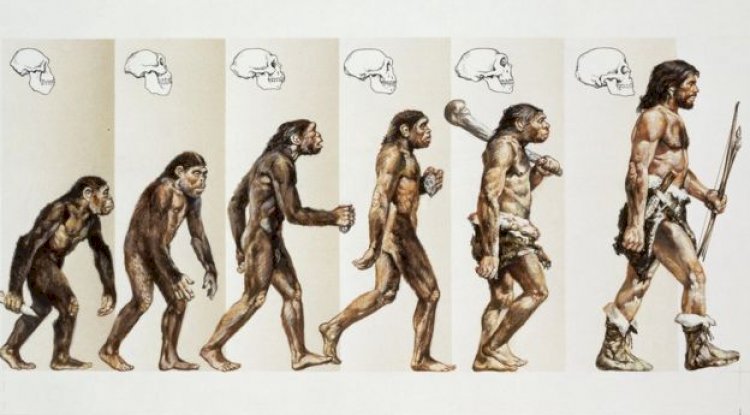 Human